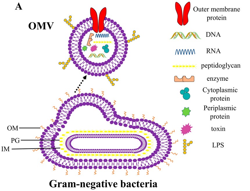 Outer-Membrane Vesicles