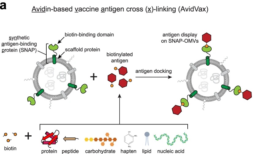 SNAP-OMV platform for antigen display