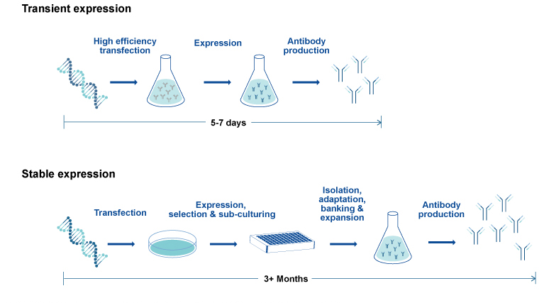 workflow and timeline- transient vs. stable antibody expression
