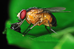 gut microbiome; gut microbiota gut microbiota gene; gut physiology