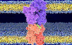 TCR-Antigen Affinity & Immunogenicity Screening