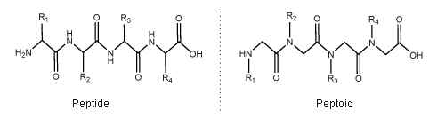Structural comparison peptoid vs peptide