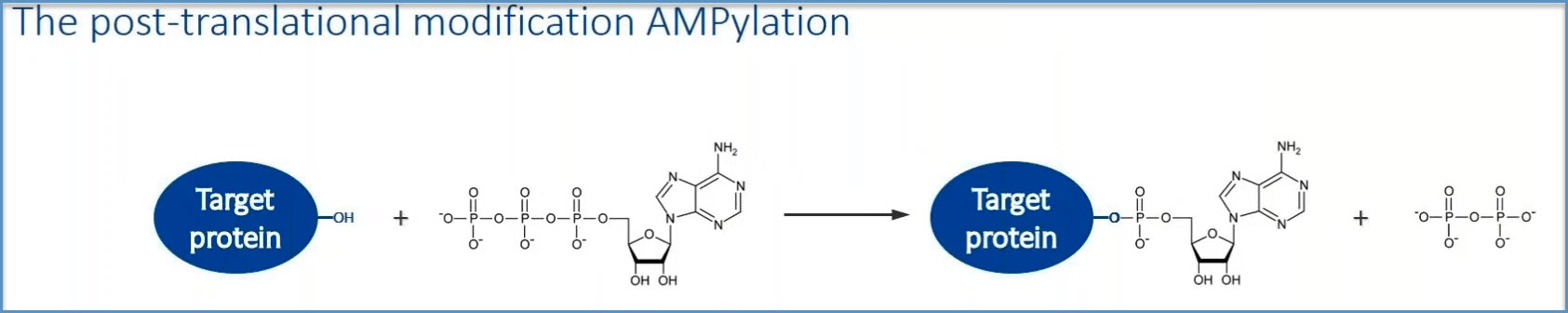 the post-translational modification AMPylation