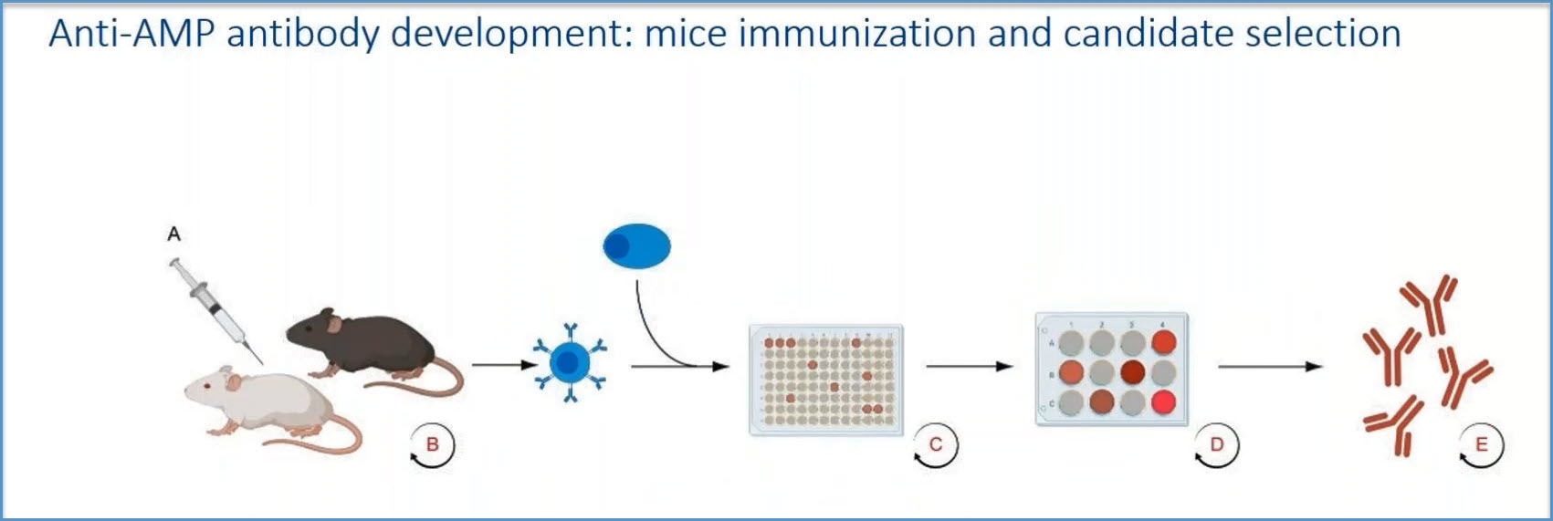 Anti-AMP antibody development