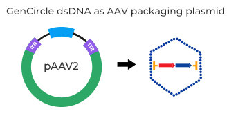 GenCircle dsDNA as knock-in template