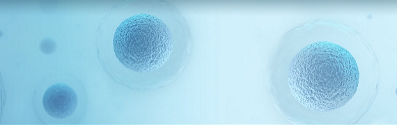 Stable Cell Line Catalog Products