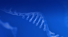 Custom DNA Oligo 