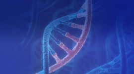 Custom RNA Oligo 