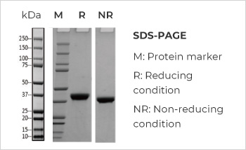 Bispecific Antibody Production, Titer 374mg/L with Purity > 99%
