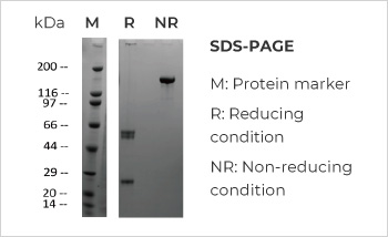 Bispecific Antibody Production, Titer 374mg/L with Purity > 99%
