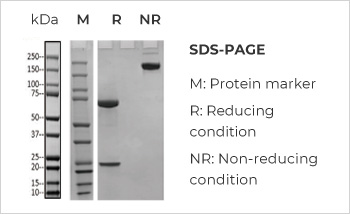 Bispecific Antibody Production, Titer 374mg/L with Purity > 99%